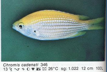 Chromis cadenati